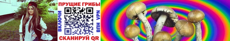 omg ссылка  Нижневартовск  Галлюциногенные грибы Cubensis 